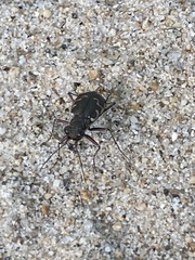 Cicindela repanda