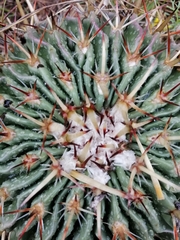 Echinofossulocactus