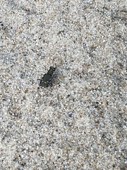 Cicindela repanda