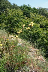 Centaurea orientalis