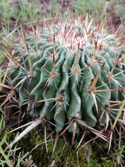 Echinofossulocactus