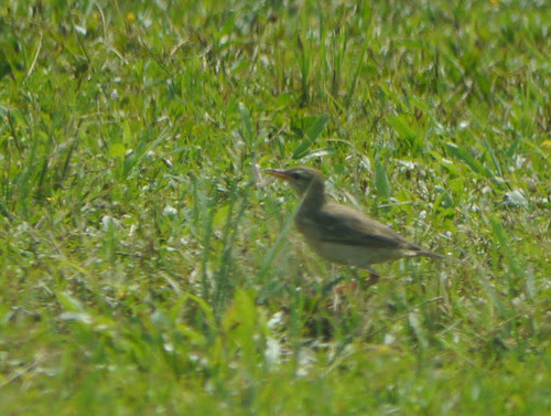 Long-legged Pipit (Anthus pallidiventris), photo 7