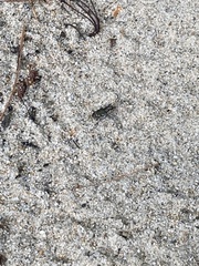 Cicindela repanda