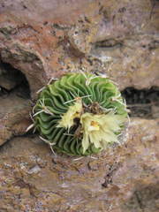 Echinofossulocactus phyllacanthus