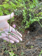 Mimosa quadrivalvis