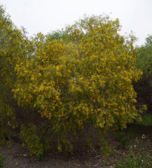 Acacia rostellifera