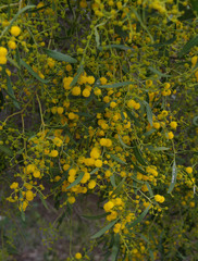 Acacia rostellifera