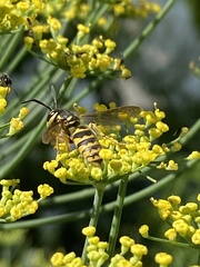 Vespula flavopilosa