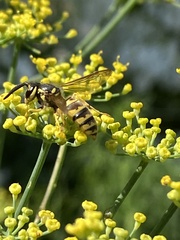 Vespula flavopilosa