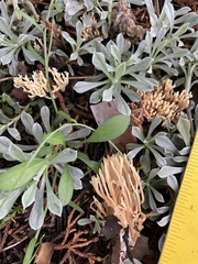 Clavariaceae
