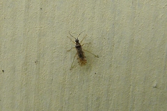 Dicyphus hesperus
