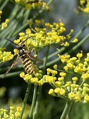 Vespula flavopilosa