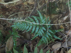 Pteris semipinnata