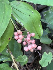 Maianthemum racemosum