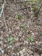 Cypripedium acaule