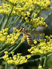 Vespula flavopilosa
