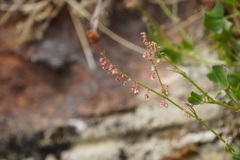 Rumex scutatus