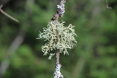 Evernia mesomorpha