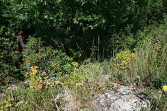 Pseudoroegneria strigosa