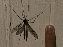 Tipula abdominalis