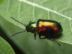 Chrysochus auratus