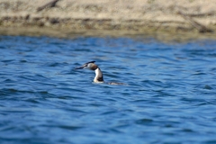 Podiceps cristatus
