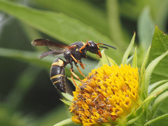 Euodynerus hidalgo boreoorientalis