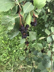 Crataegus douglasii