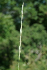 Pseudoroegneria strigosa