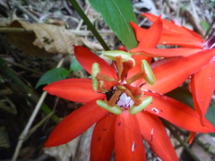 Passiflora miniata