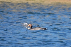 Podiceps cristatus