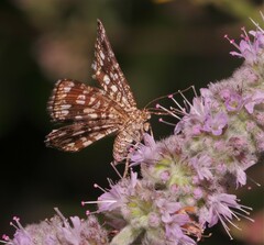 Chiasmia clathrata