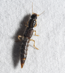 Pinophilus