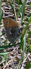 Coenonympha california