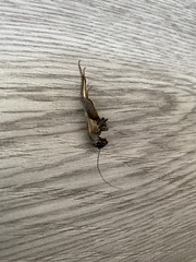 Gryllus