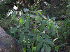 Solanum lycopersicum