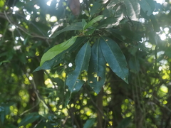 Elaeocarpus decipiens