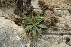 Echium vulgare