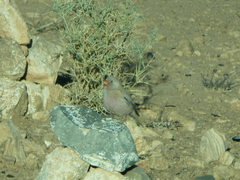 Bucanetes githagineus