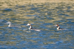 Podiceps cristatus