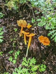 Hygrocybe