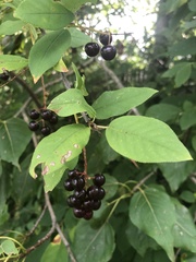 Aronia melanocarpa