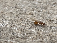Pheidole lamia