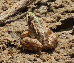 Pelophylax perezi