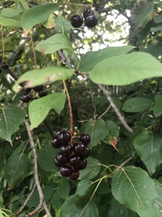 Aronia melanocarpa