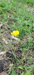 Lotus corniculatus