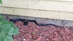 Pantherophis obsoletus