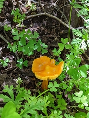 Hygrocybe