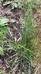 Bouteloua dactyloides