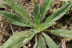 Echium vulgare